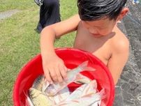 竜王町で魚つかみ大会　700個の風船飛ばしも