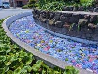 「あじさい祭」の余韻楽しむアフター企画　下田の2カ所で展開