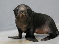 えのすいでミナミアメリカオットセイの赤ちゃん誕生　2年連続で繁殖に成功