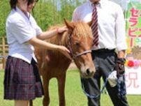 馬と触れ合い社会性育む　日章学園九州国際高（えびの）、来春から乗馬療法士養成新コース