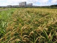 日米関税15％合意　コメ輸入拡大→主食用除外 宮崎県内農家「ひとまず安心」
