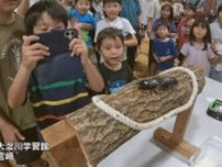 熱戦！宮崎市でクワガタムシのすもう大会
