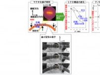 木材が曲がる瞬間をナノスケールで“その場観察”、京大など世界初成功