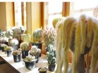 アンデルセン公園「多肉植物のふしぎ展」