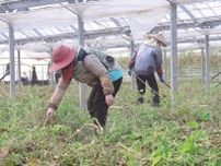 ４４℃のビニールハウス…猛暑対策に奔走する農家「命が一番」、水不足も懸念　長崎