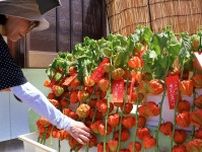 ホオズキ鮮やか、夏の厄よけに　長崎・八坂神社　あすまで「ぎおん祭」