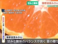 「暑い夏は冷やしてから食べるのがおすすめ」蒲郡温室みかん出荷が最盛期　愛知