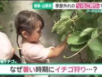 “季節外れ”な真夏日のイチゴ狩り　子どもたちがフードロスやSDGｓをおいしく学ぶ　岐阜・山県市