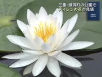 新緑で囲まれた池に鮮やかな白やピンク　スイレンの花が見ごろ　三重県御浜町