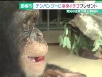 チンパンジーに冷凍イチゴをプレゼント　愛知県豊橋市