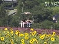 標高1000mひるがの高原のお花畑が見ごろに