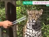 「大きくてドキドキした」新たに加わったジャガーのユウキ公開　名古屋・東山動植物園