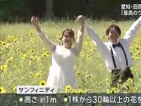 「最高のウェディングフォト」渥美半島最大のヒマワリ畑　サンフィニティが見ごろ　愛知県田原市