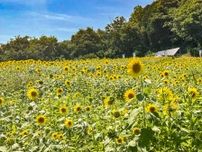 細い山道を通り抜けた先にある、10万本のヒマワリ畑。地元住民手づくりの圧巻の景色が見られる穴場スポット｜浜田市