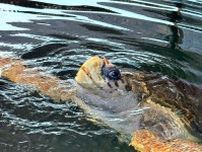 アルゼンチンの水族館で人気のウミガメ、40年ぶりに大海へ帰る