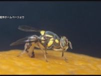 カンキツ類はじめ果物や野菜を腐らせる“重要害虫” 「ミカンコミバエ」長崎県内で今年度初捕獲
