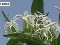 夏の海辺に咲く白い花・ハマユウ  五島市で見ごろ  「五島市の花」にも制定