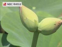 見つけたら幸運が訪れる！？50年に1度ともいわれる珍しい「双頭蓮」長崎県諫早市の唐比ハス園