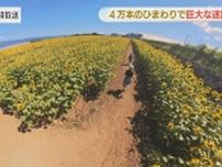 ヒマワリの巨大迷路　地元の小学３年生が考案【長崎県 雲仙市】