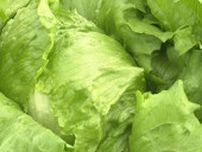 7月2日は「夏の県産レタスの日」生産量日本一の長野県のJA がPR　「ポテチ入りサラダ」に「回鍋肉」　おいしくいっぱい食べられるレシピを生産者が紹介