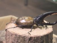 住宅街に3000匹のカブトムシ・クワガタなど飼育する倉庫　「ヘラクレスオオカブト」「オオクワガタ」など全国各地、世界各国から集めた約100種類「虫を大切にする人が喜びに来てくれれば」