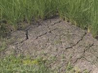 「雨ごい祭りでもしなくちゃ」コメ農家が水不足で悲鳴　記録的な少雨、7月降水量は8ミリ　土は白く乾き、亀裂が…イネが黄色く変色　市も危機感、対策に乗り出す