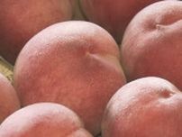 「美味しく仕上がった」モモの産地で「川中島白鳳」など出荷作業始まる　高温や少雨で2024年より1週間から10日ほど遅く出荷　長野市