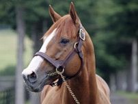 重賞4勝のジャスティンがアロースタッドへ 26年から種牡馬生活