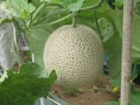 JA茨城旭村でアールスメロンの出荷始まる
