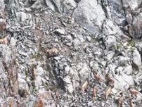 シベリアアイベックスの群れ確認、保護活動が奏功　中国新疆昭蘇県