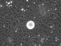 生きた細胞をカプセル化、東陽テクニカが開発した試薬の中身と展望