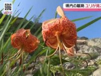 県内の離島で希少なユリが見ごろ　五島市「コオニユリ」対馬市「オウゴンオニユリ」《長崎》