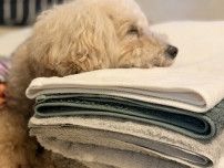 不要になったペット用品は動物病院に託す