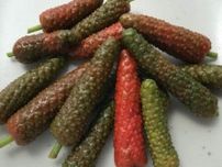 「ヒハツ」血流を促進し体温を上げる作用で冷え性に役立つ【時間栄養学的「気になる食品」】