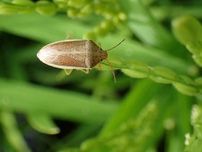 「イネカネムシ」大量発生のナゼ…絶滅寸前から一転、今年も増加傾向でコメの安定生産に黄信号