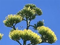 福岡・直方市でリュウゼツランが開花　数十年に一度の「幻の花」、信号機に並ぶ高さ