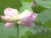 見つけたらかなりラッキー！？珍しいハス“双頭蓮”開花！1つの茎から2輪の花を咲かせるハスに「幸せな気持ちになった」新潟・上越市