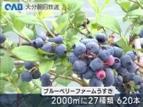 小学生がブルーベリーの収穫を体験　一粒ずつていねいに摘み取り　甘酸っぱい味に笑顔