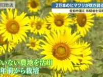 ２万本のヒマワリが見頃　使われていない農地を活用