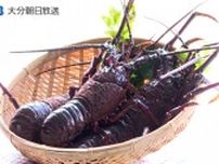 佐伯・延岡で“伊勢えび祭り”　９月の開催に向け豊漁を祈願　「食感に驚く」