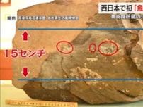 高梁市成羽美術館で展示していた岩石の中に約２億２０００万年前の「魚竜」の化石　国内で２例目【岡山】