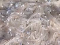 香川県東部の瀬戸内海でシラス漁…加工されたシラスは直売所などで販売【香川】