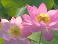 美しい姿を見られるのは朝のうちのほんの一瞬…美作市のビオトープ公園で「大賀ハス」の花が見頃【岡山】
