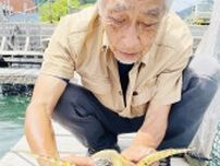 佐伯市蒲江でウミガメ「タイマイ」保護　熱帯・亜熱帯に生息、網が絡まり流されたか