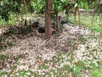 通称「楚久」のサガリバナ、見頃過ぎ…根元に白いじゅうたん　沖縄県・名護市二見