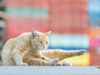 【50代のカメラ旅 in函館】国華山高龍寺で写真展が開催？ 心落ち着く空間で猫を見つめる