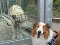 猛獣vsシェルティ？ ガラス越しの駆け引きにクスッとする人続出