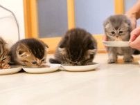 自分で食べられるかな？　初めて《お皿に乗ったご飯》を食べようとする子猫の成長に絶賛の声「一生懸命でかわいい！」