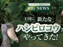 神戸どうぶつ王国、ハシビロコウの新たなペアを公開　アジアで初めての繁殖成功に期待