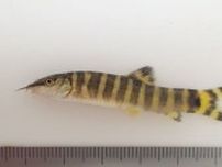 種類の多さ、日本一！？　大阪市立自然史博物館で琵琶湖・淀川のドジョウを深掘りするテーマ展